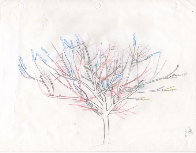 A drawing showing the scheme for grafting on Sam Van Aken's Tree of 40 Fruit located at Syracuse University.